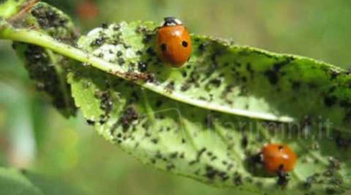 Rimini, coccinelle per salvare le piante dagli afidi: trecento tigli sotto osservazione - 