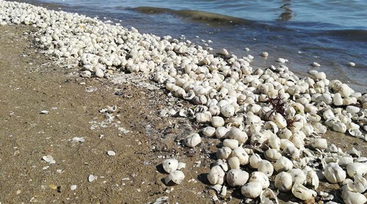 FOTO: spiaggiamento eccezionale, Riccione invasa da strani gusci d'uovo. Ecco di cosa si tratta - 