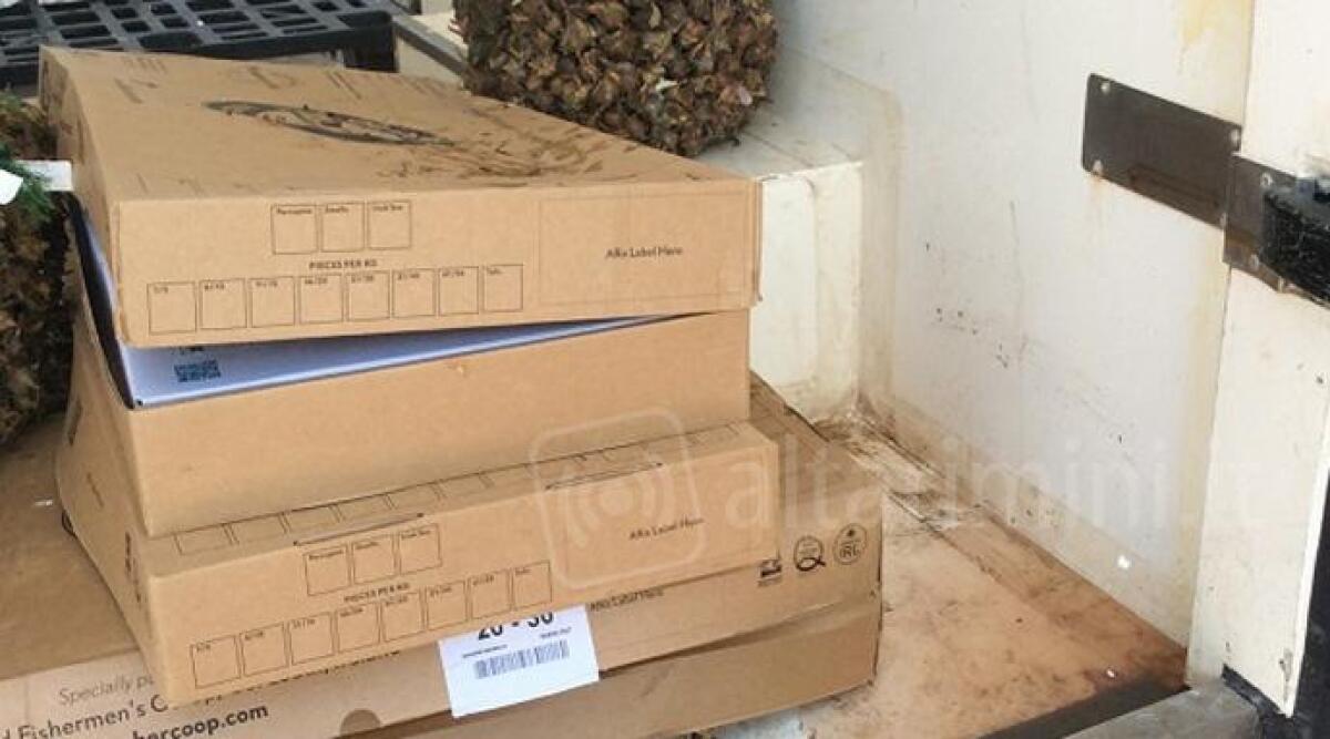 Rimini, trasporta in furgone cinque quintali di pesce ma in modo abusivo. Maxi multa - 