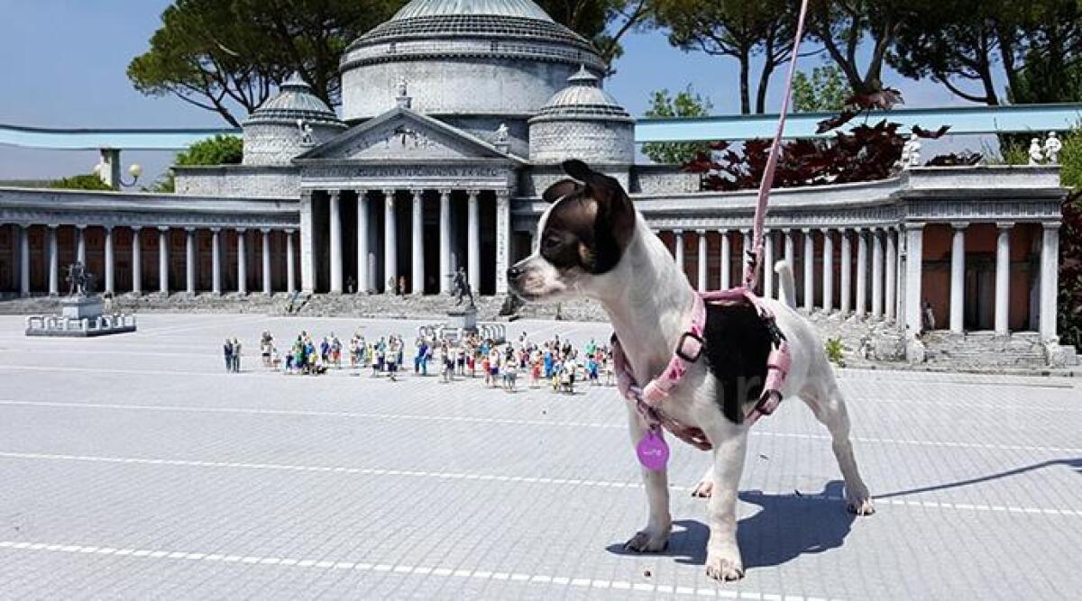 A Italia in Miniatura, Oltremare e Acquario di Cattolica gli animali possono entrare - 