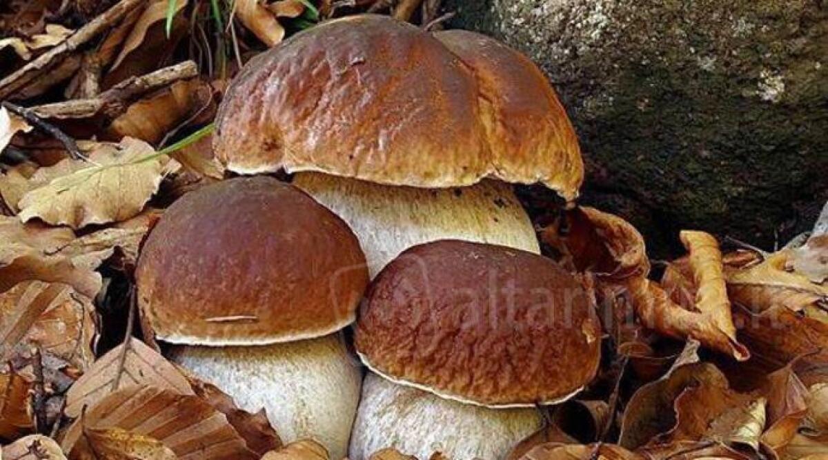 Tesserino unico per la raccolta funghi in 15 comuni riminesi, al costo di 10 euro - 