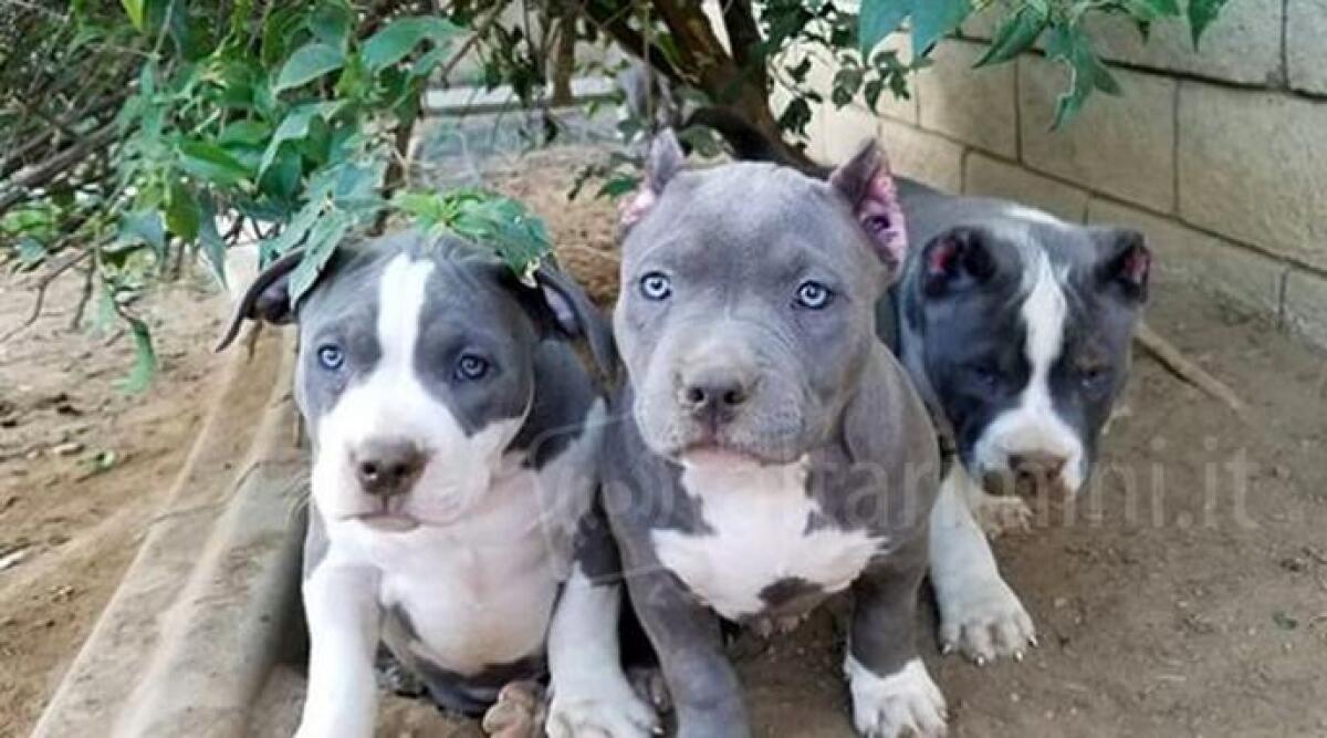 Rimini: stanno tutti bene i 22 Pitbull sequestrati da Carabinieri e Forestale - 