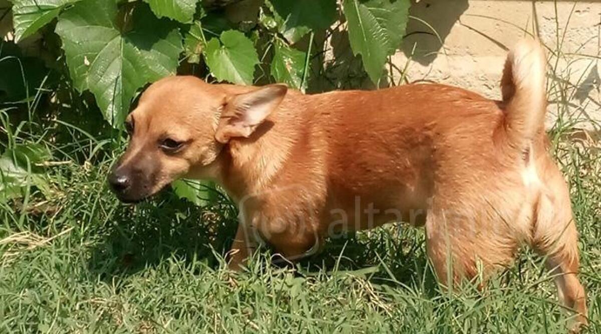 Cucciolo salvato dal padrone violento, nuova vita d&rsquo;amore e di coccole per Gaetano - 