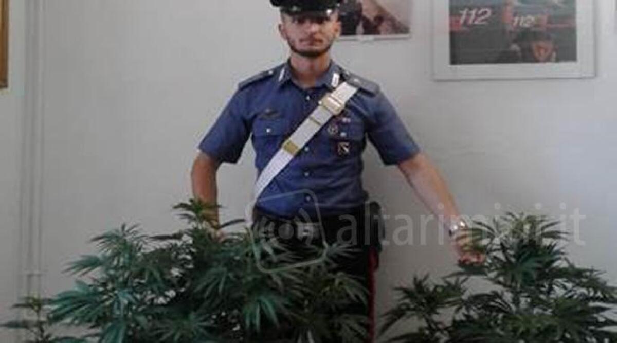 Arrestato 40enne di Montefiore Conca, in casa coltivava piantine di marijuana - 