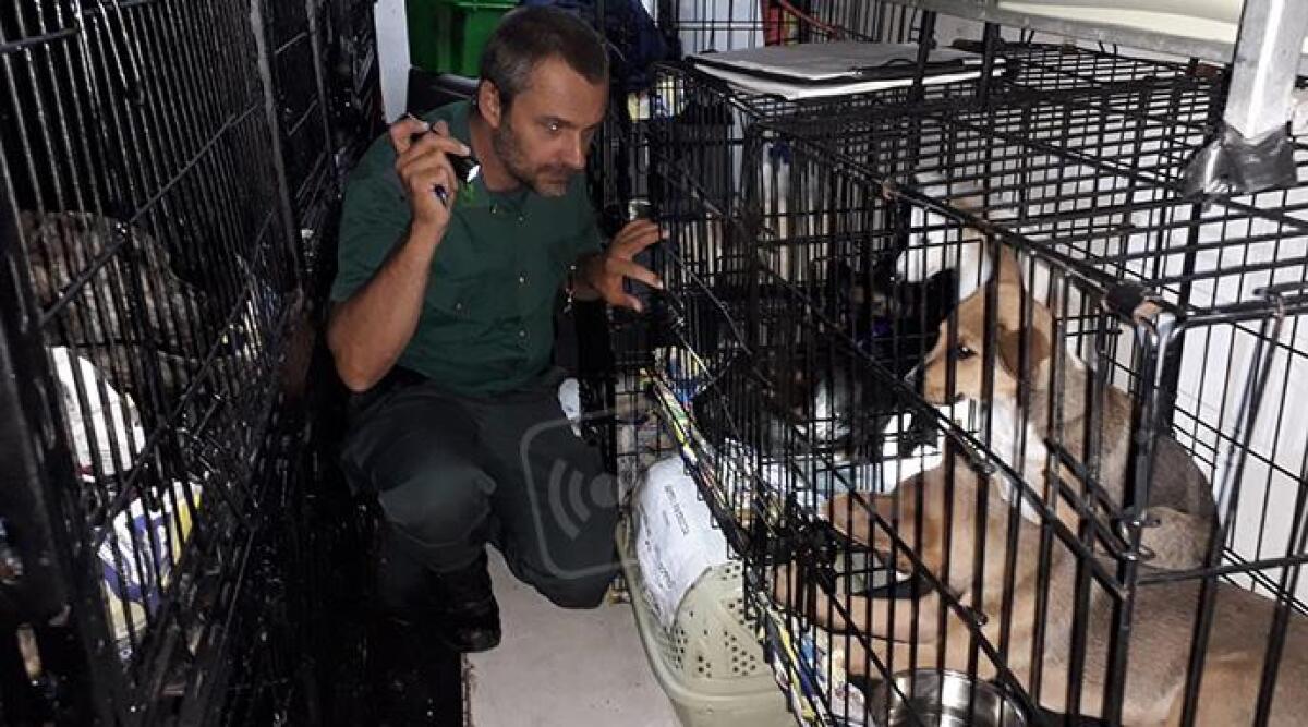 VIDEO: quaranta cuccioli di cane e gatti stipati in gabbie dentro un furgone in A14, scoperto nell'area di servizio - 