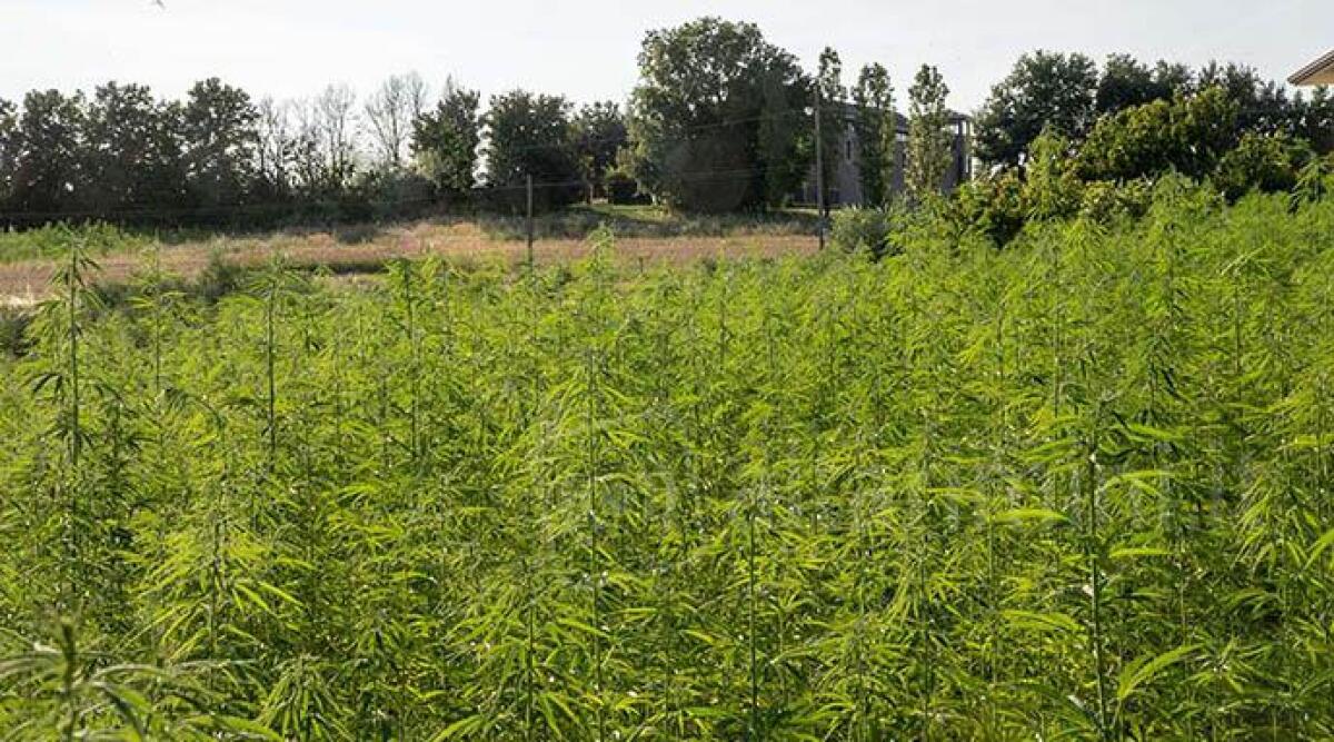 Riccione, rubano piantine di canapa per 'fumarsela': "Inutile, la foglia non ha principio attivo" - 