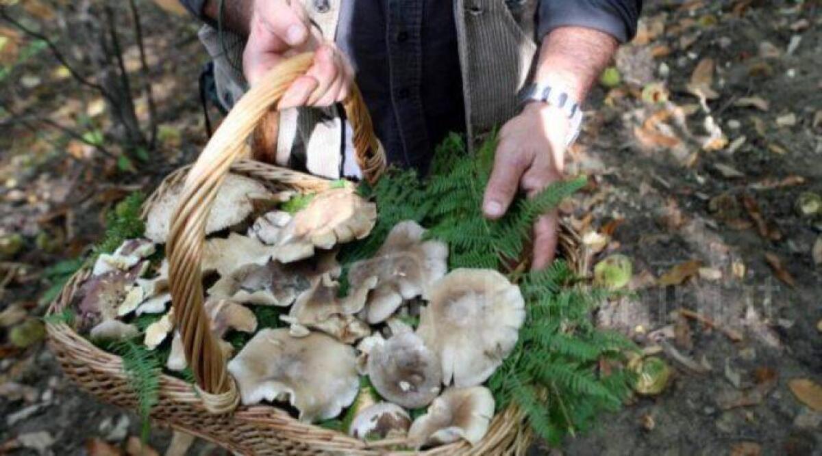 Controllo funghi gratuito, quattro esperti dell'Ausl a disposizione per evitare intossicazioni - 