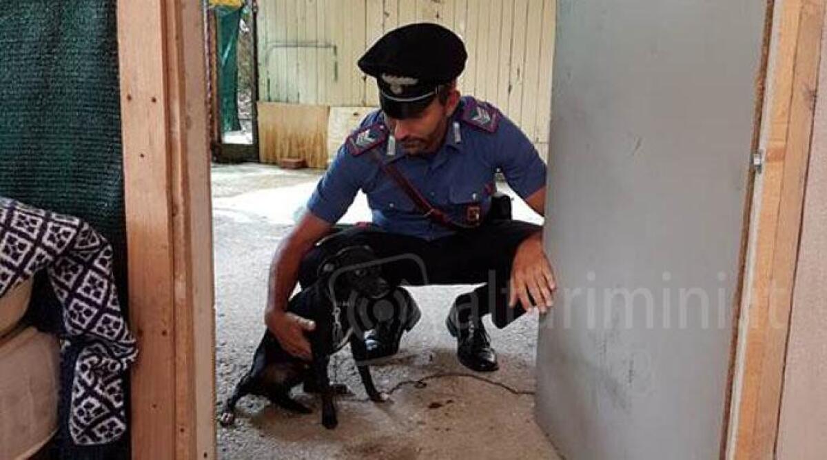 Torna in Moldavia e lascia il cane abbandonato, legato e senza cibo. La terribile scoperta a Cattolica -