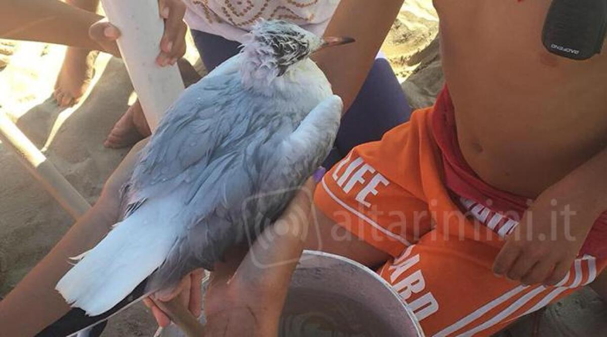 VIDEO: gabbiani ammalati sulla spiaggia, bagnino di salvataggio chiede aiuto -