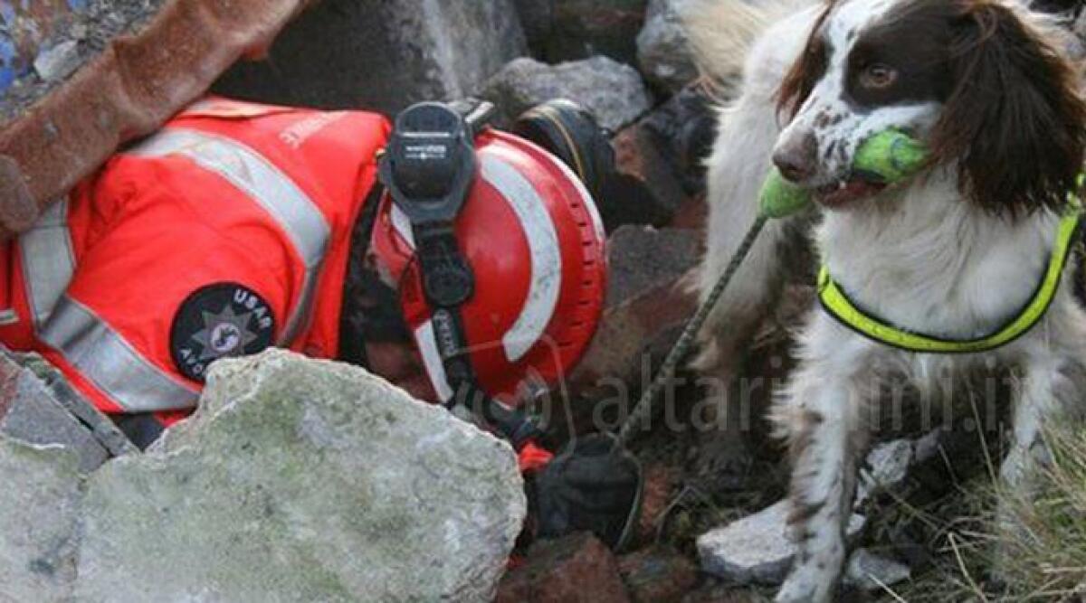 Come i cani aiutano a cercare le persone scomparse, a Rimini dimostrazione di Soccorso Romagna - 