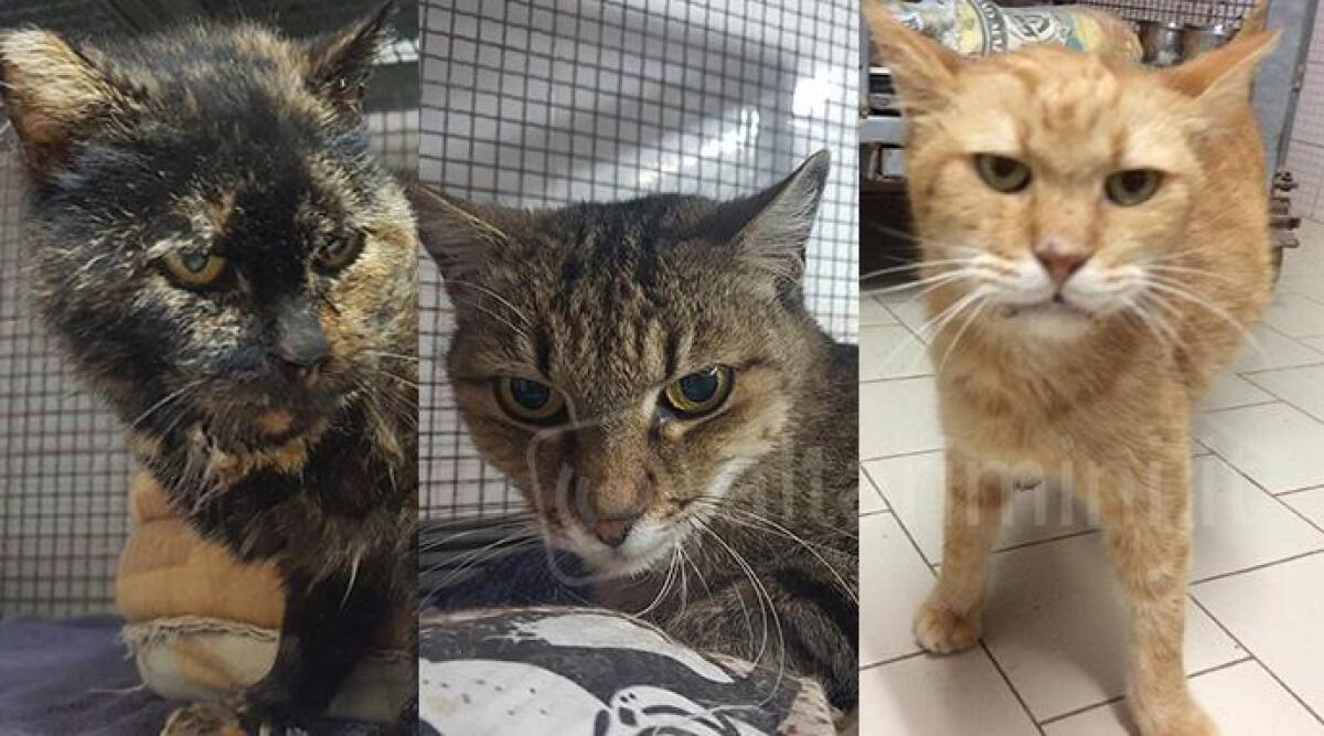 Lupo, Stella e Caterina: 3 gatti in cerca di famiglia al Canile Cerni di Rimini - 