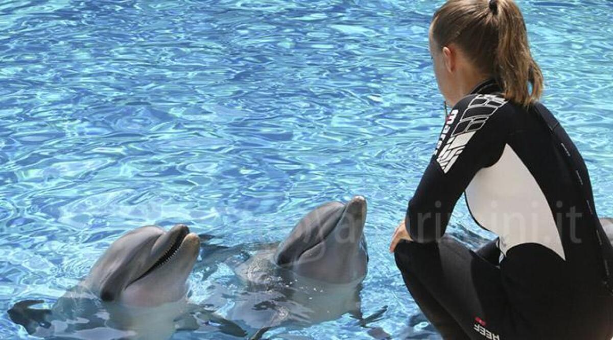 Addestratori, falconieri e keeper di Oltremare a scuola di formazione - 