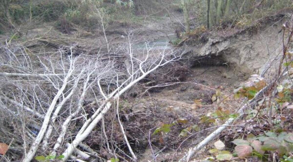 Torna la raccolta autorizzata della legna lungo i fiumi riminesi - 