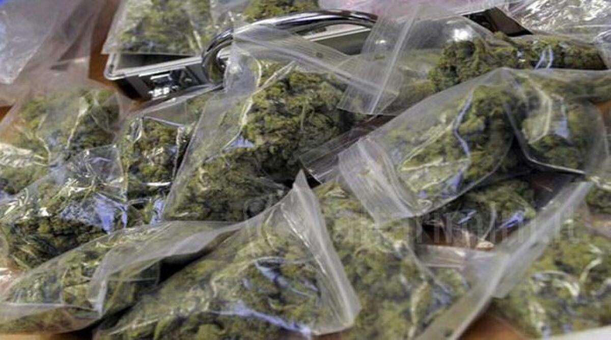 Settanta chili di droga in casa, vendeva polli e marijuana, in manette 33enne - 