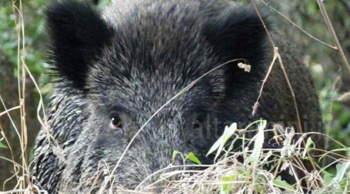 Grosso cinghiale a spasso per la ciclabile, sale la paura tra i cittadini - Repertorio