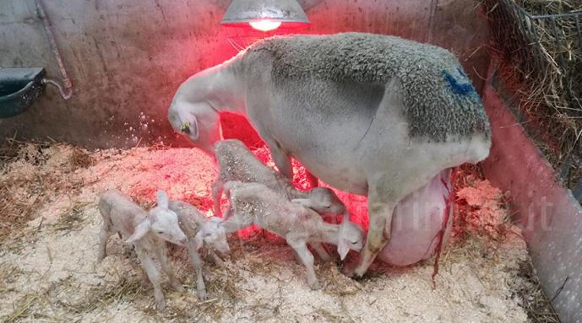 Ovina da' alla luce un rarissimo parto tetragemellare - 