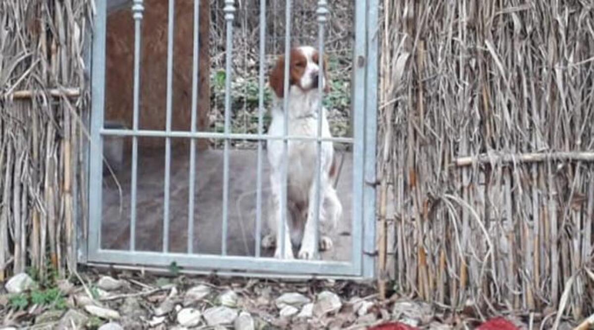 Cane chiuso in un capanno isolato tutto il giorno, denunciato il proprietario - 