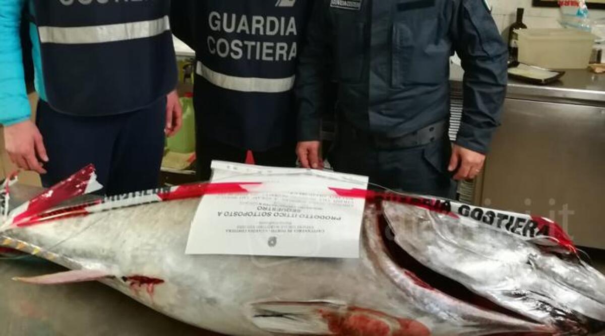Pesca illegale, beccato con un tonno rosso gigante e sanzionato di 2000 euro - 