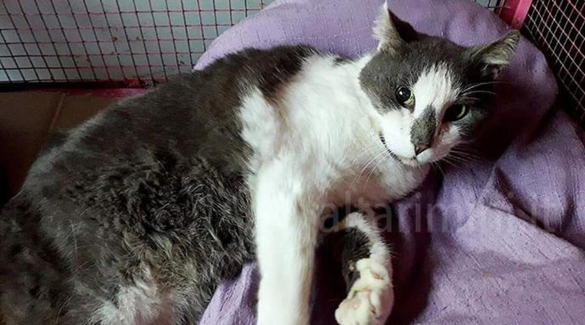 Mira ai gatti e spara con la carabina, caccia al serial killer dei felini - 