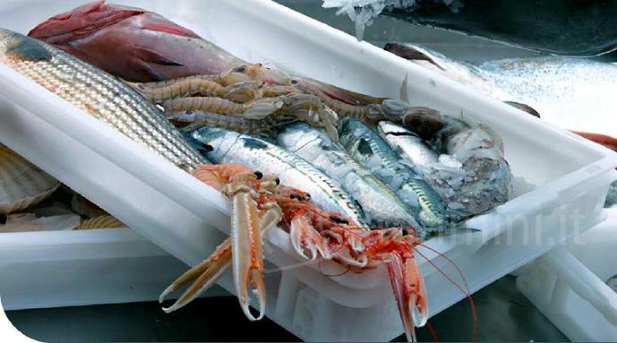 Forza la porta del magazzino per rubare il pesce, colto sul fatto da un dipendente - 