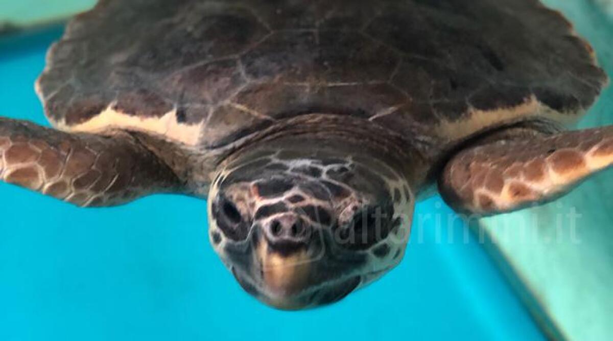 A Rimini &lsquo;Un mare di inkiostro&rsquo; per le tartarughe marine: tatuaggi a favore della Fondazione Cetacea - 