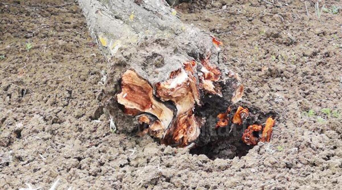 Il forte vento abbatte sei alberi a Rimini: un condizionatore si stacca e cade su un'auto - 
