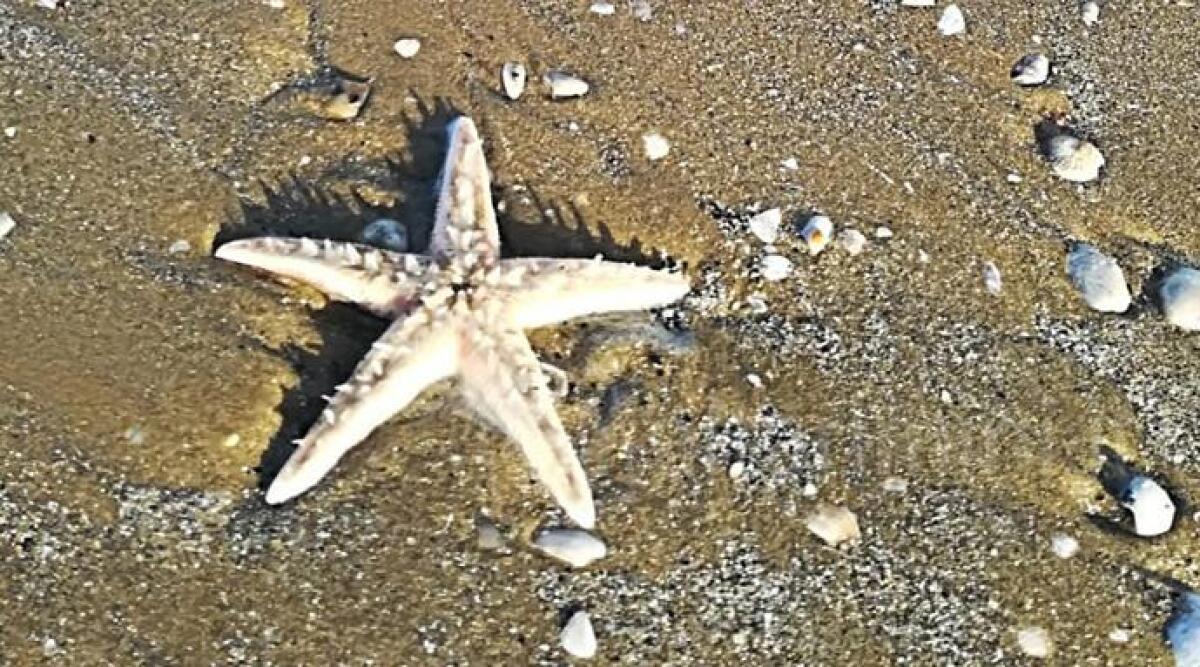 Rimini trovata in spiaggia un esemplare di stella marina - 