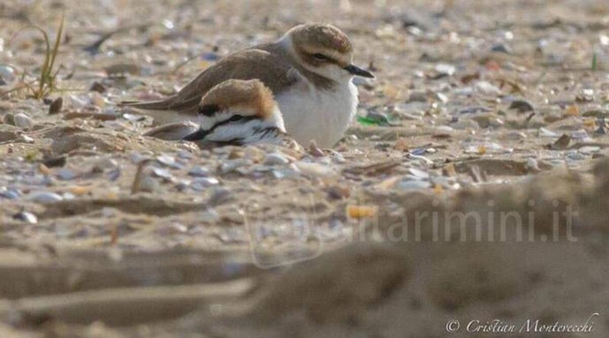 Gli uccelli fratini tornano a farsi vedere sulla spiaggia di Rimini - 