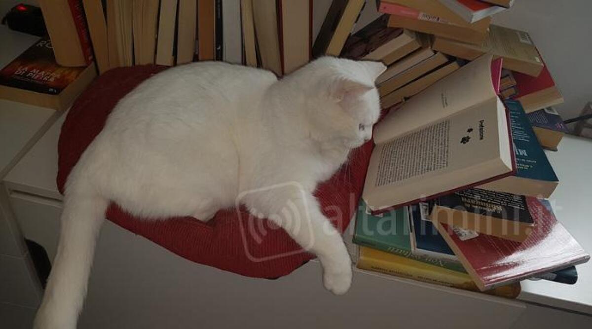 Mickey, il gattino abbandonato che diventa testimonial per invitare i riminesi alla lettura - 