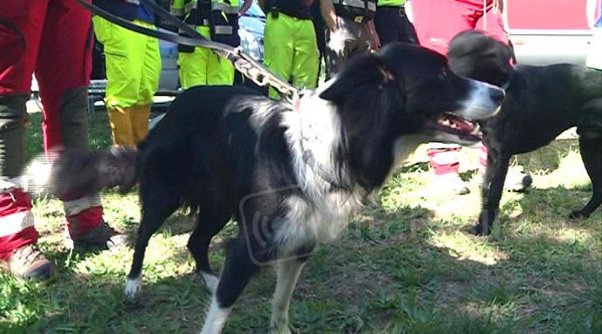 Protezione civile in esercitazione con cani per trovare due ragazzi dispersi - 