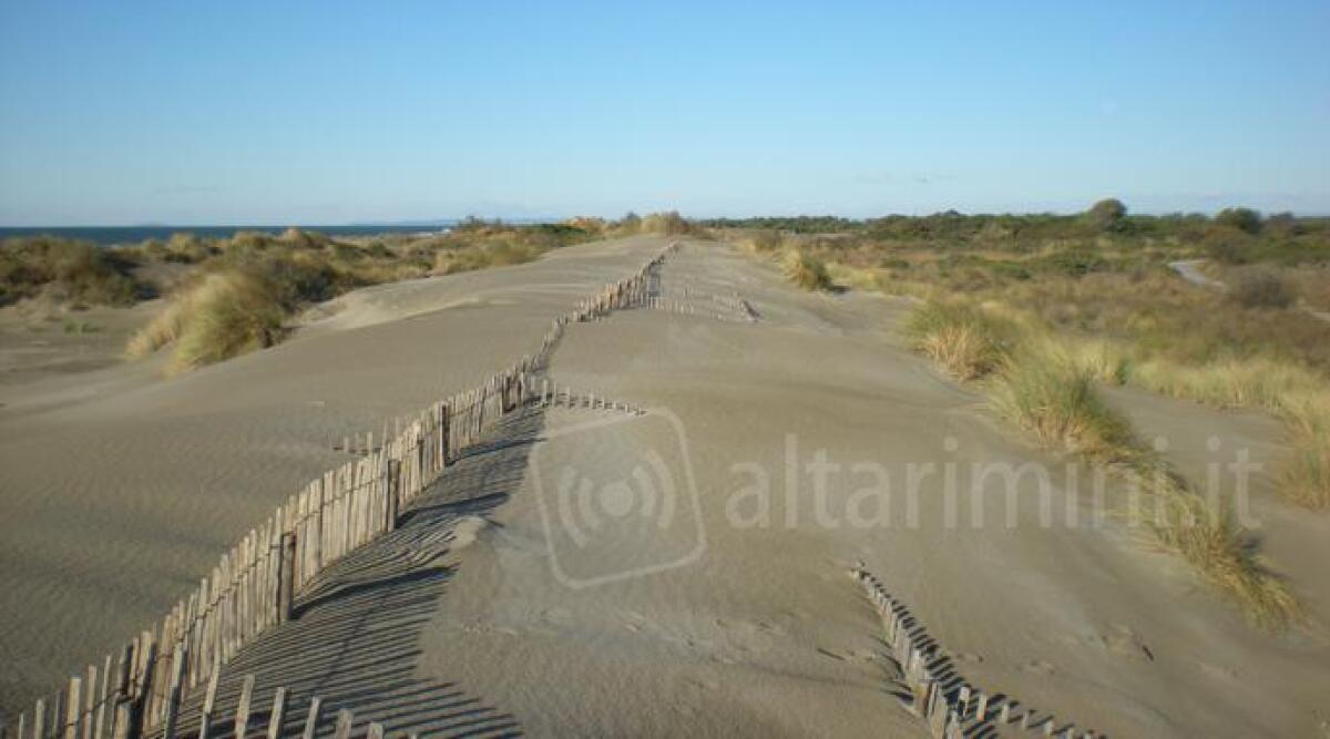 Comune di Rimini sistema la spiaggia della colonia bolognese, con vegetazione e dune costiere - 