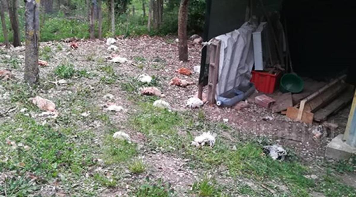 Pennabilli, galline sbranate da pastore maremmano: &quot;Ho trovato un macello&quot; - 