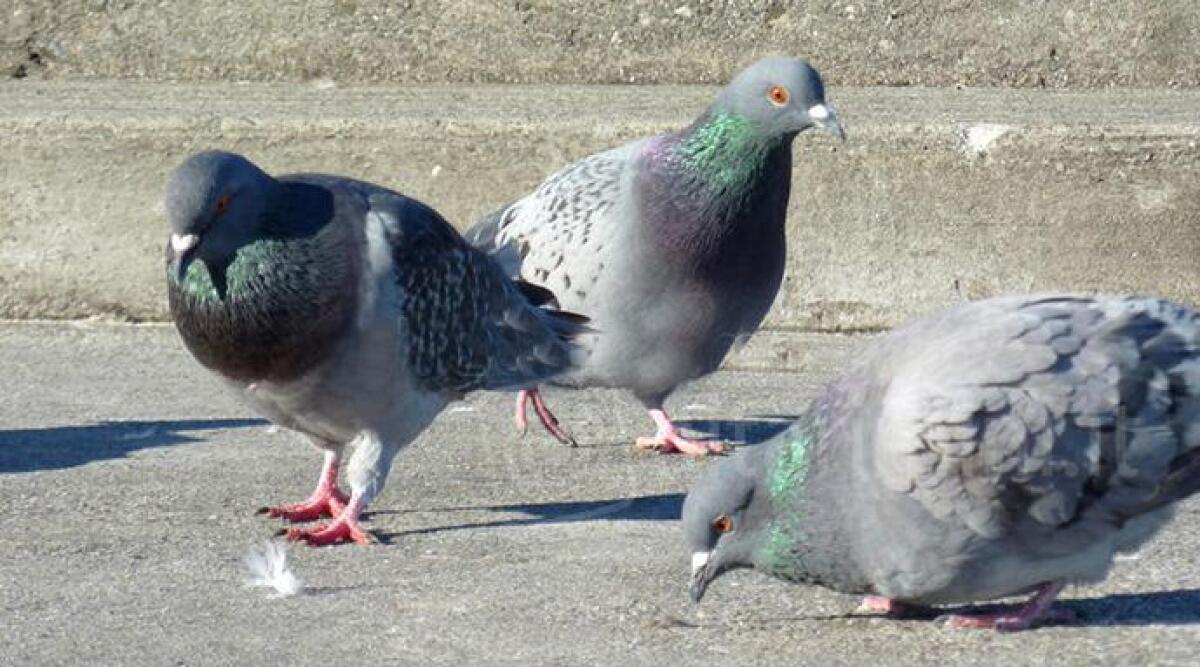 Rimini, vietato dar da mangiare ai piccioni: ricordatevi dell'ordinanza. Multe fino a 150 euro - 
