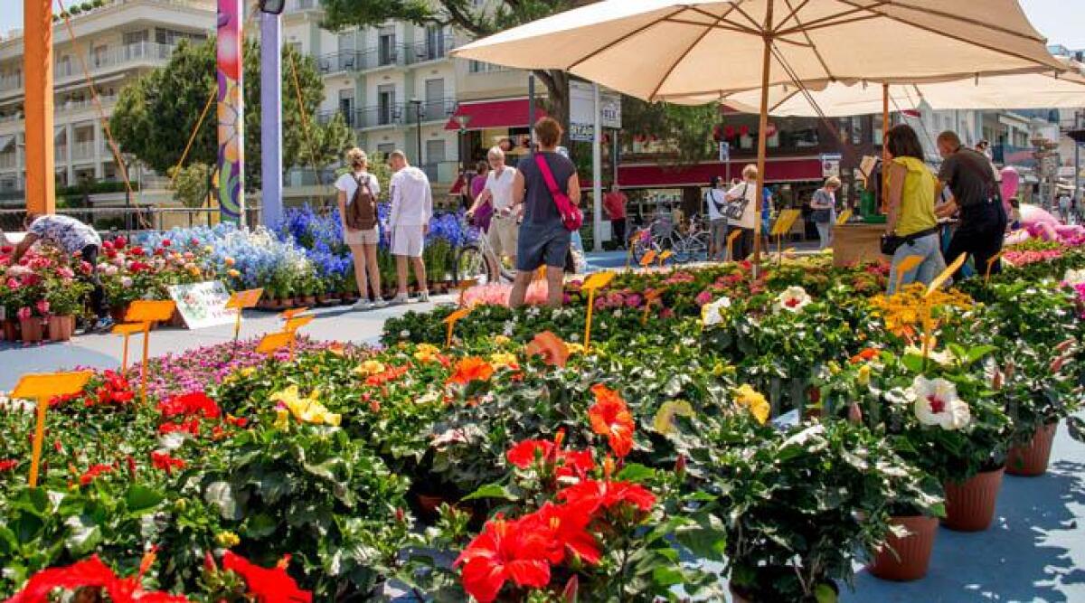 Viale Dante di Riccione si colora di primavera con i 'fiori del mare' - 
