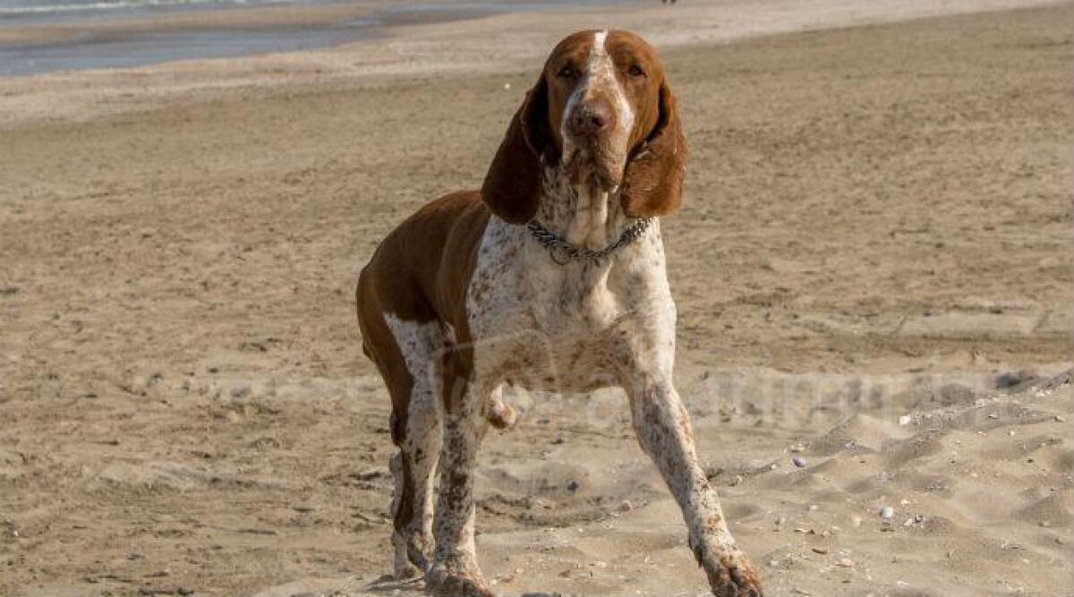 Fare il bagno in mare con il proprio cane, a Riccione si pu&ograve; nella spiaggia libera - 
