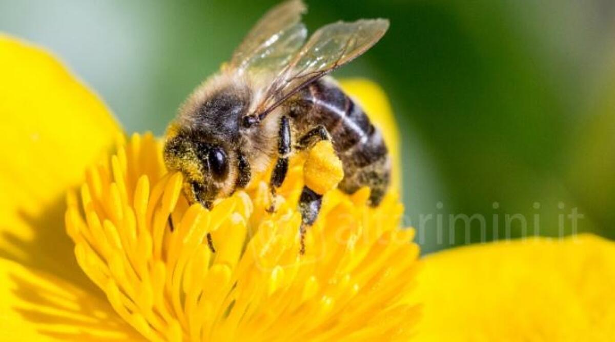 Coldiretti Emilia-Romagna sul calo della produzione di miele d'acacia: "Colpa del tempo" - 