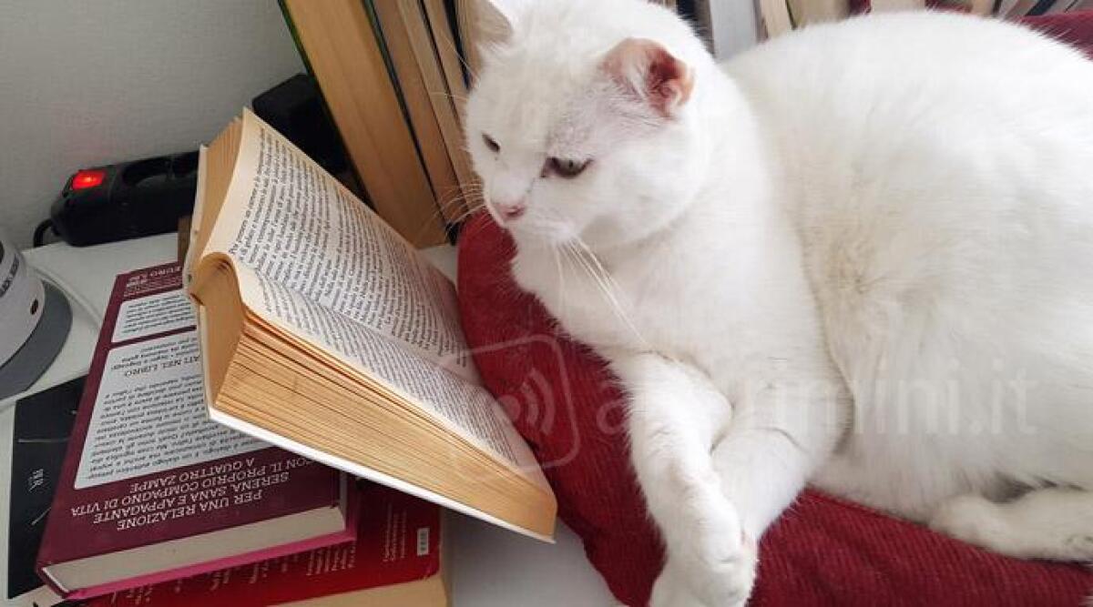 Sostenere il canile acquistando un libro, sabato 25 maggio l'iniziativa "Libri e code" a Rimini - 