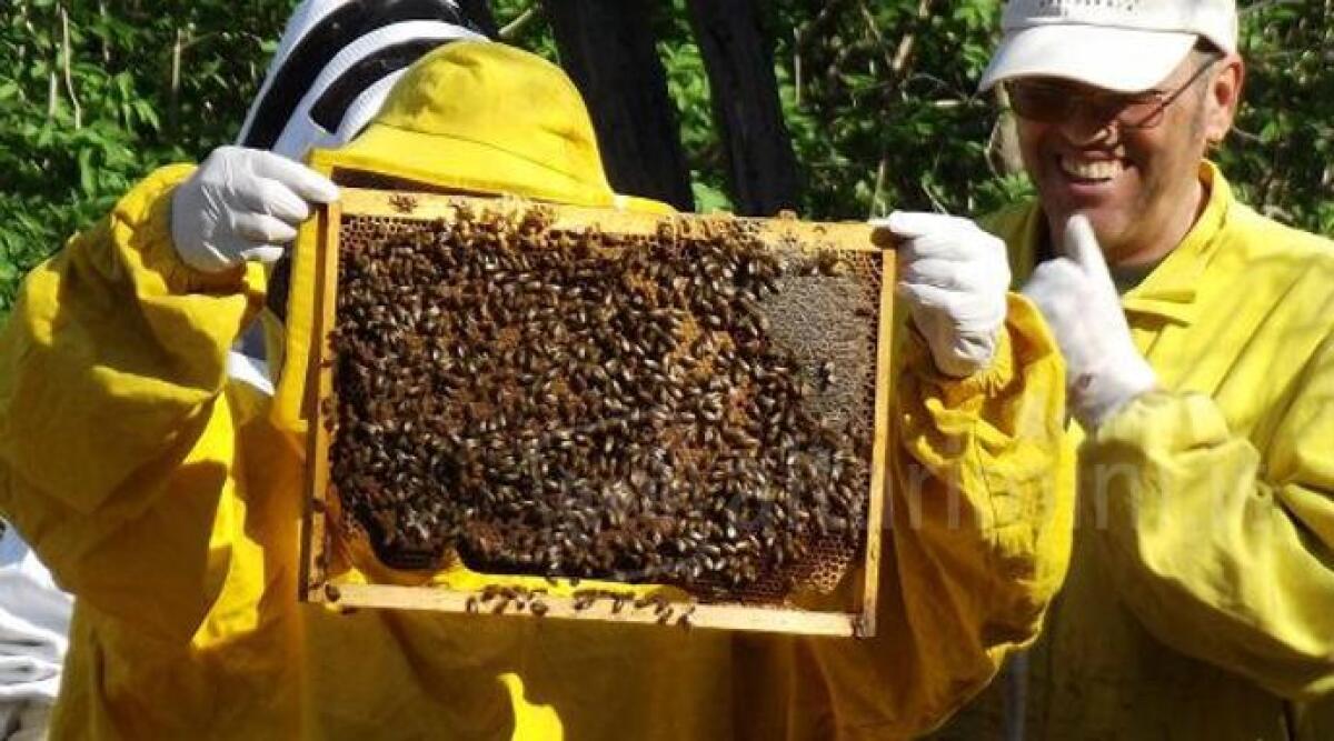 Gli Apicoltori Rimini e Montefeltro lanciano l'allarme sui pesticidi e i rischi per la salute umana - 