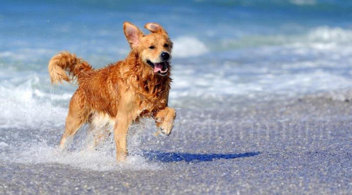A Rimini si va al mare con gli amici a 'quattro zampe': firmata l&rsquo;ordinanza - 