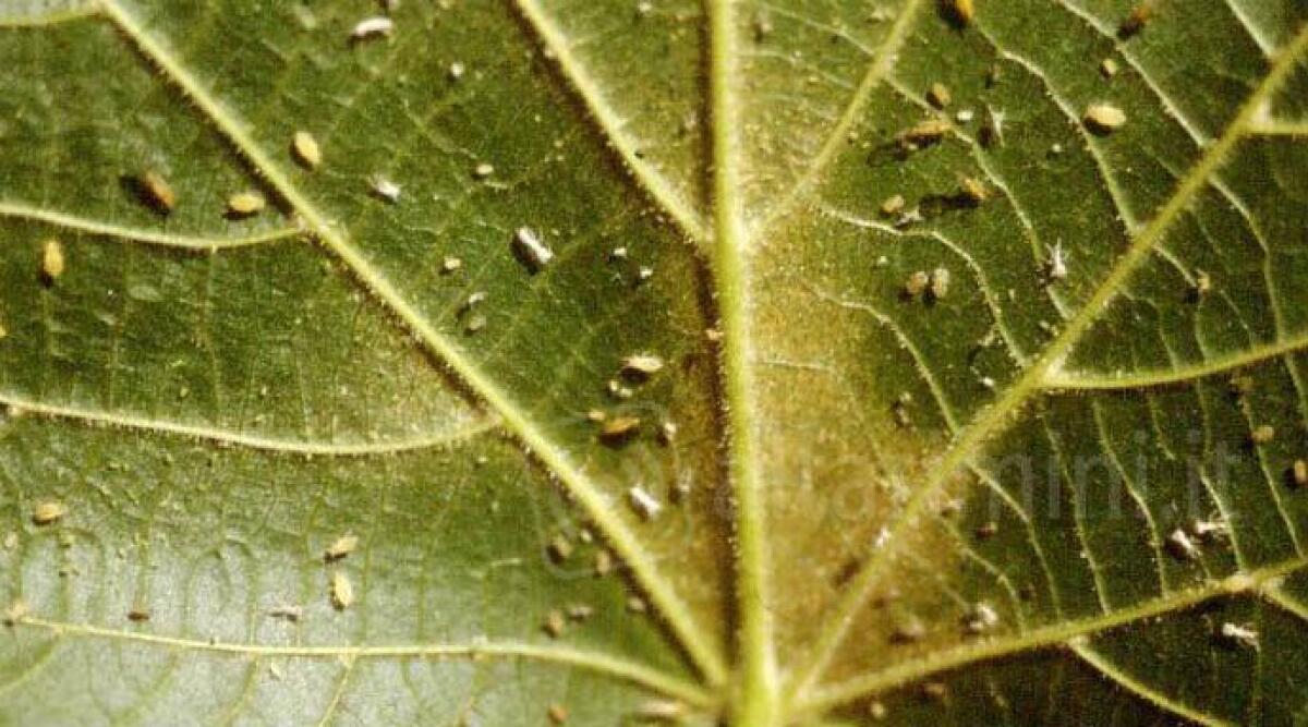 Rimini, lotta biologica: contro gli afidi arrivano le coccinelle - 