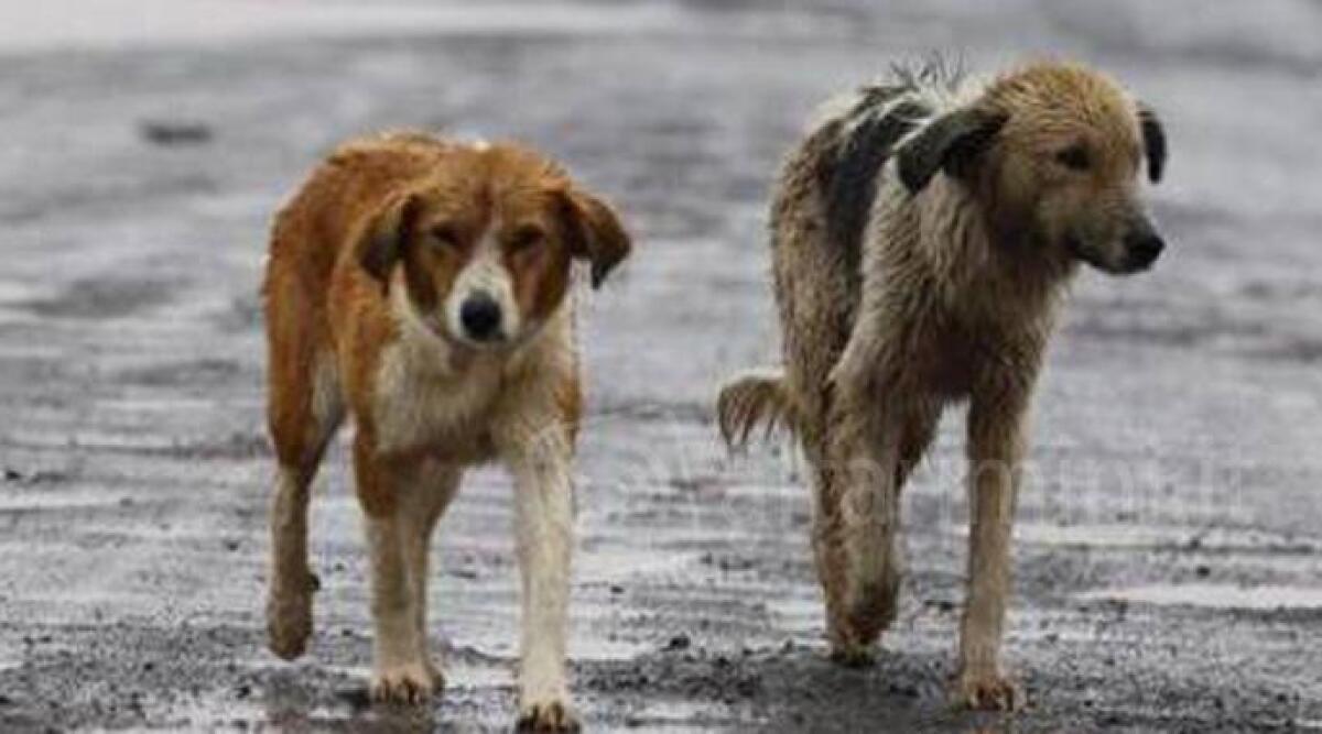 Sette cani abbandonati, dodici restituiti al canile: Rimini, pronte misure di contrasto al randagismo - 