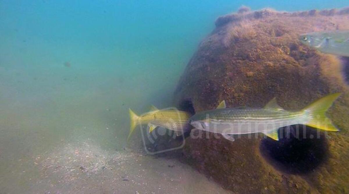 Difesa della costa, a fine estate al via la sperimentazione con la barriera antierosione - 