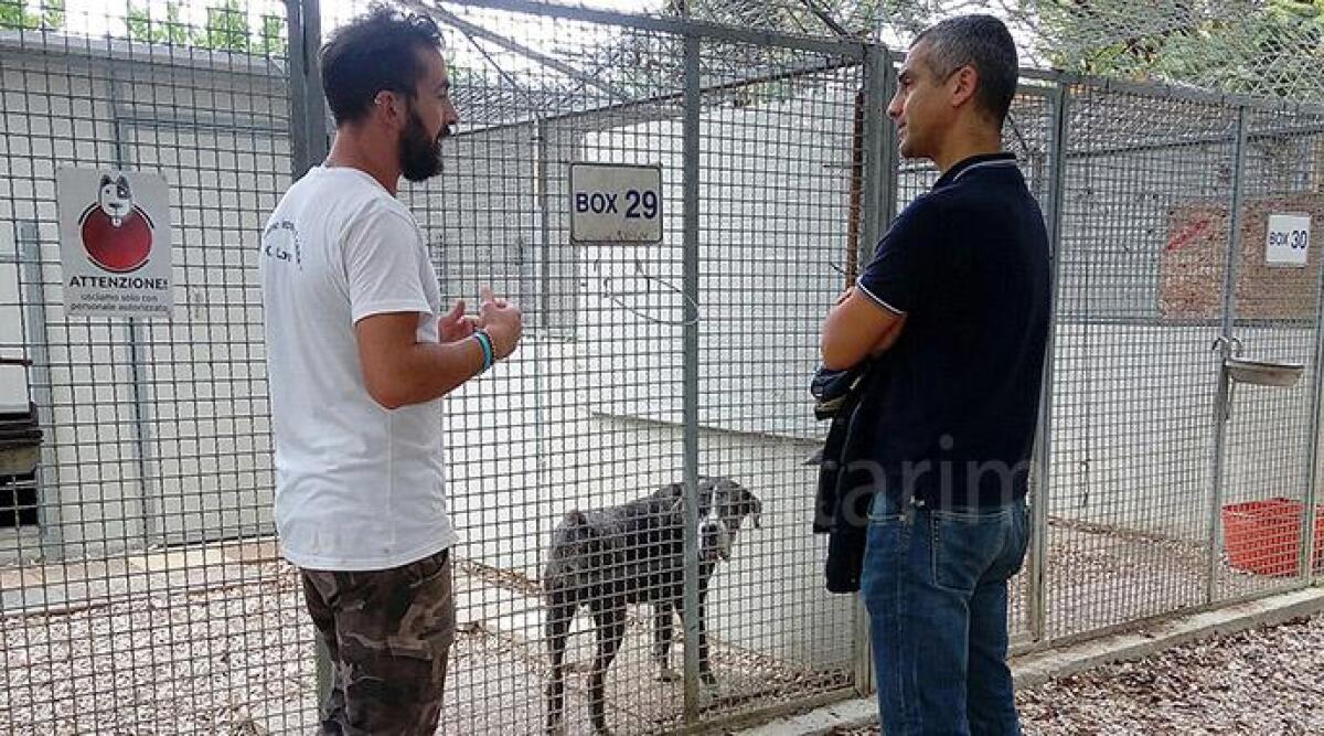 Canile di Rimini, in tre mesi sono morti due cani giovani entrati da poco nella struttura - 