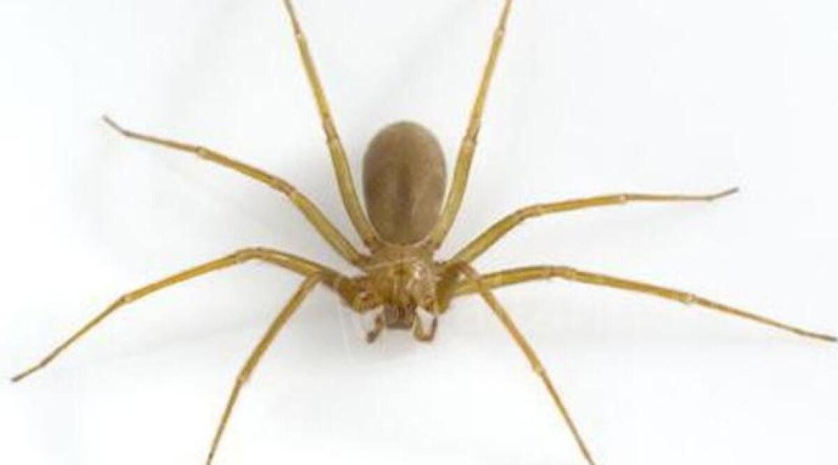 Morso dal ragno violino, paziente finisce in ospedale a San Marino - 