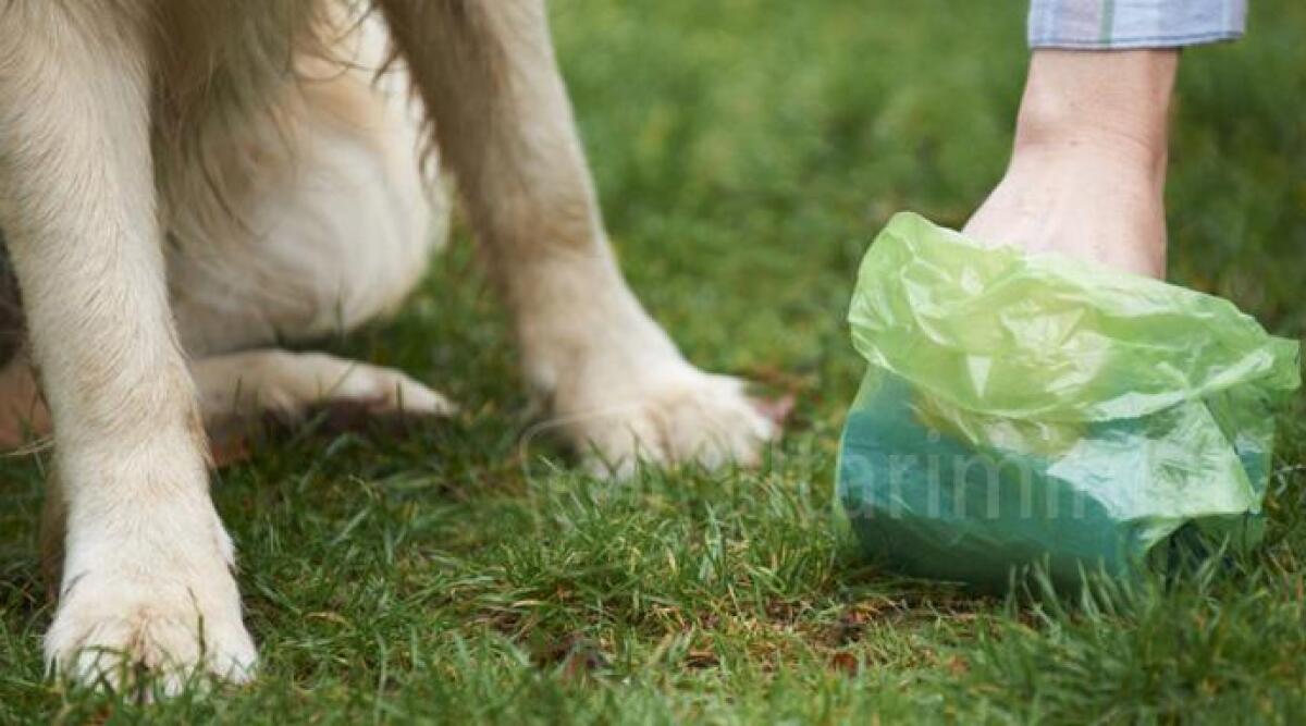 Non raccoglie la cacca del cane, signora multata a Rimini. Il Comune: 'tolleranza zero' - 
