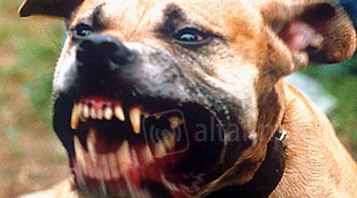 Abbandono animali, aumenta quello dei cani aggressivi a Rimini - 