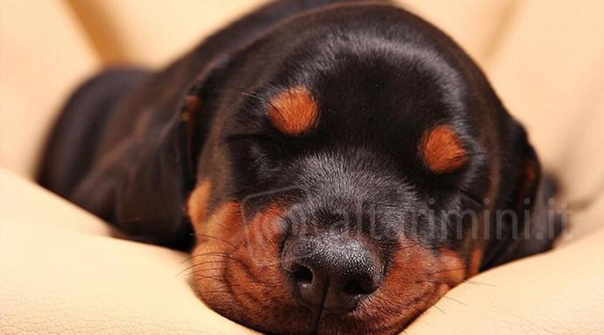 Rimini, cane nel furgone chiuso in gabbia per ore: cucciolo liberato dalle Guardie ecozoofile - Cucciolo di dobermann REPERTORIO