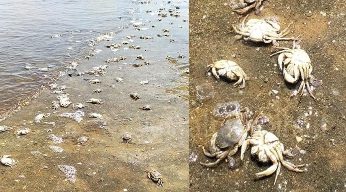 VIDEO L'ecatombe dei granchi, centinaia ritrovati sulla spiaggia di Rimini nei giorni scorsi - 