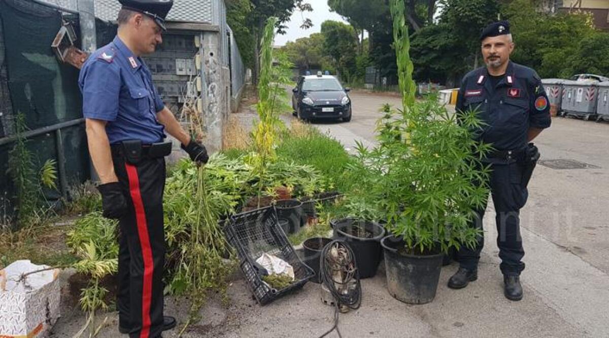 VIDEO Blitz al campo nomadi di via Islanda, spunta una piantagione di marijuana -