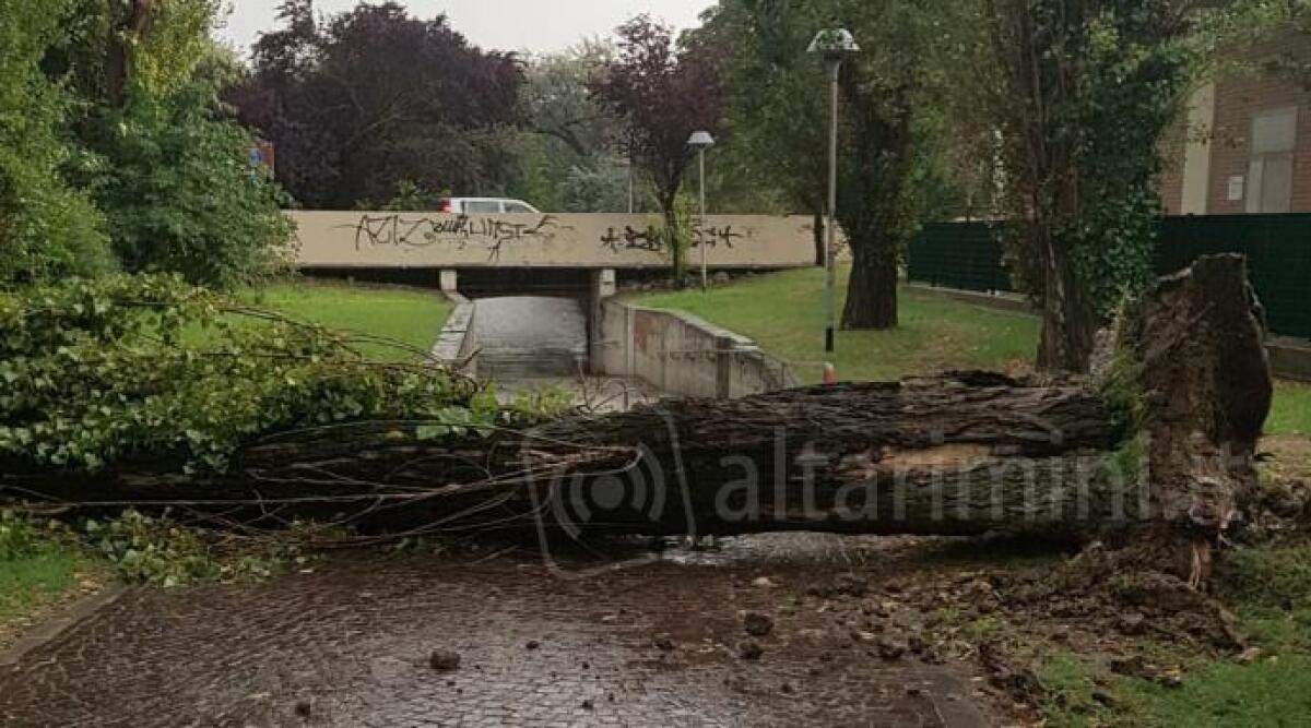 Vento e pioggia colpiscono il riminese: la conta dei danni soprattutto al patrimonio arboreo della citt&agrave; - 